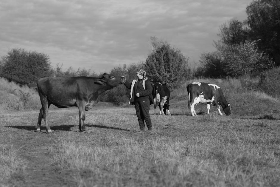 Unpacking the Disadvantages of Cow Behavior: Challenges for Farmers and the Environment
