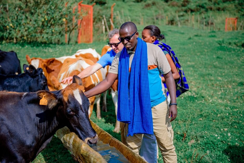 How to Choose the Right Option for Cow Behavior: A Practical Guide for Farmers and Caretakers