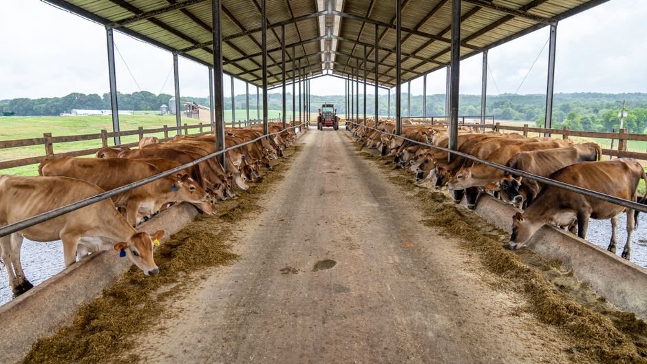 How Many Cows Can You Raise Per Acre in North Carolina? Pasture and Hay Breakdown