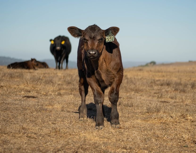 29 Proven Tips to Reduce Weaning Stress in Calves During Hot Weather