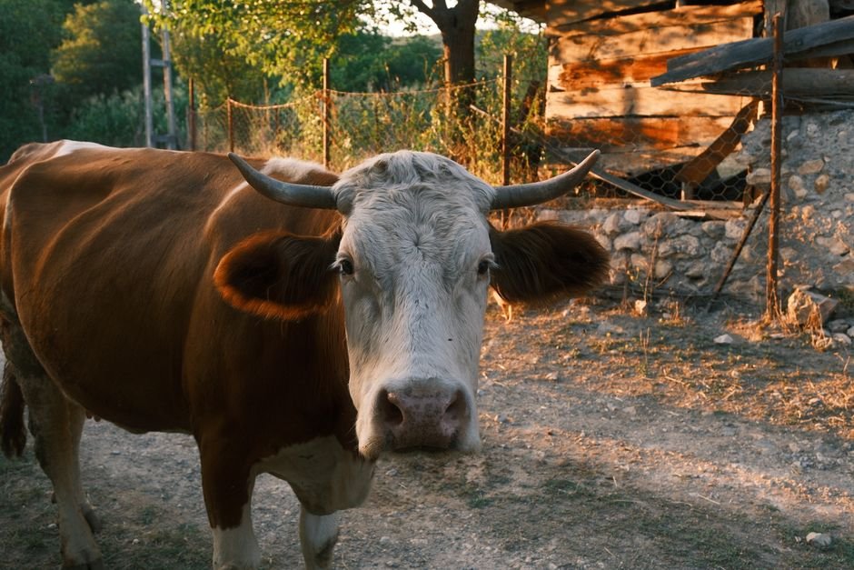 How Much Does Homestead Planning Cost for a Small Cattle Farm? A Detailed Breakdown
