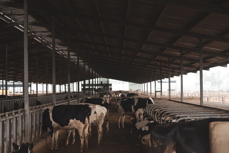 How to Farm Setup for Cattle: A Step-by-Step Guide to Building a Productive Cattle Farm