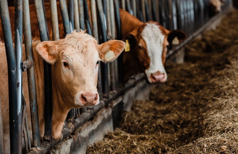 What Is the Best Way to Farm Setup? A Practical Guide to Optimizing Your Cow Farm