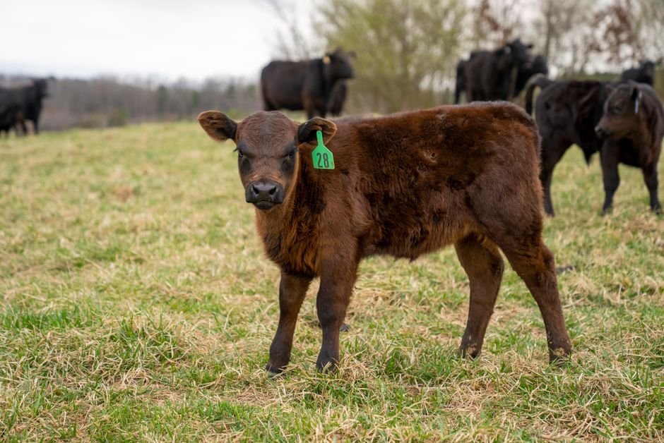 What Is the Best Way to Understand and Use Cattle Terminology?