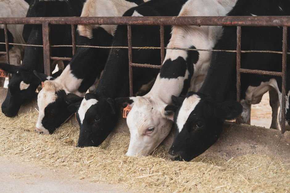 What Equipment Do You Need for Cattle Terminology? A Practical Guide