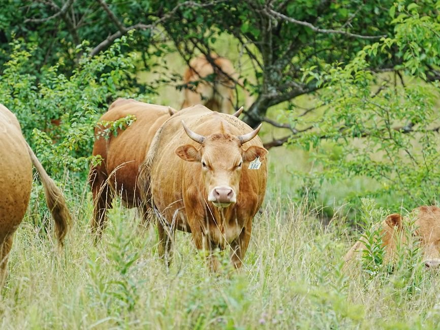 What Are the Most Common Mistakes with Cattle Terminology and How to Avoid Them