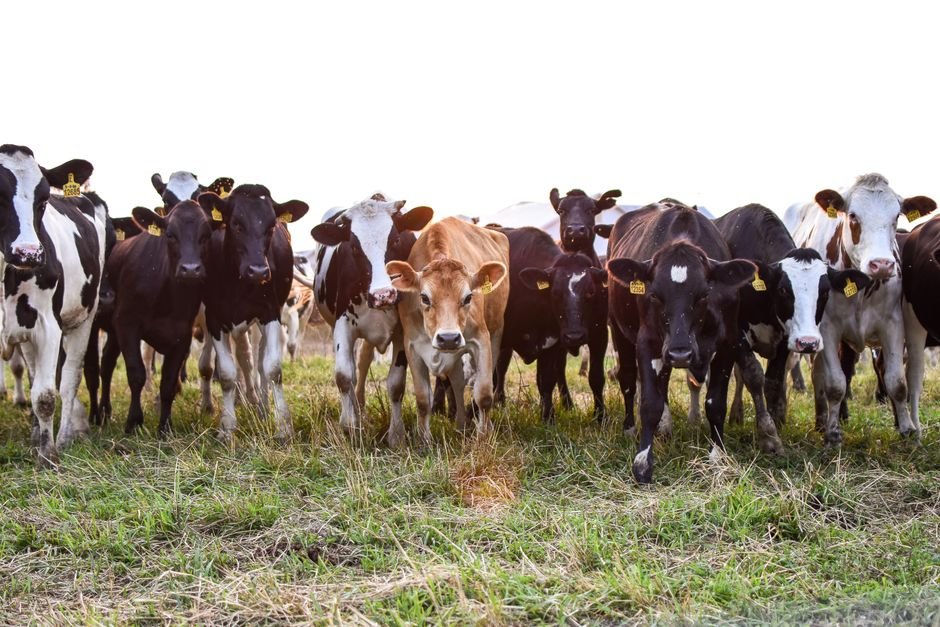 What Are the Disadvantages of Cattle Terminology? Understanding the Challenges Behind Livestock Language