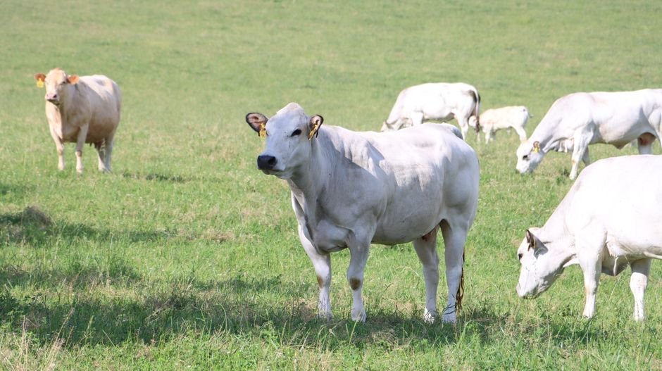 What Is the Best Way to Age and Sex Cattle Accurately?