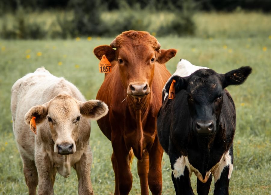 How Many Cows Per Acre in Oklahoma? Balancing Grass and Rainfall for Optimal Stocking