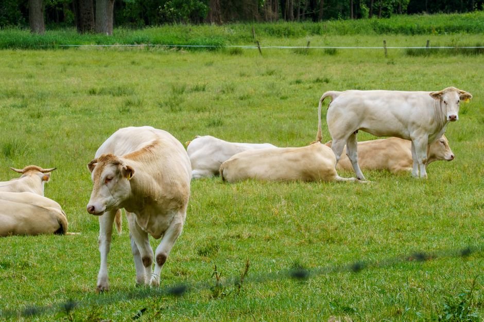 How Often Should You Age and Sex Cattle? A Practical Guide for Farmers