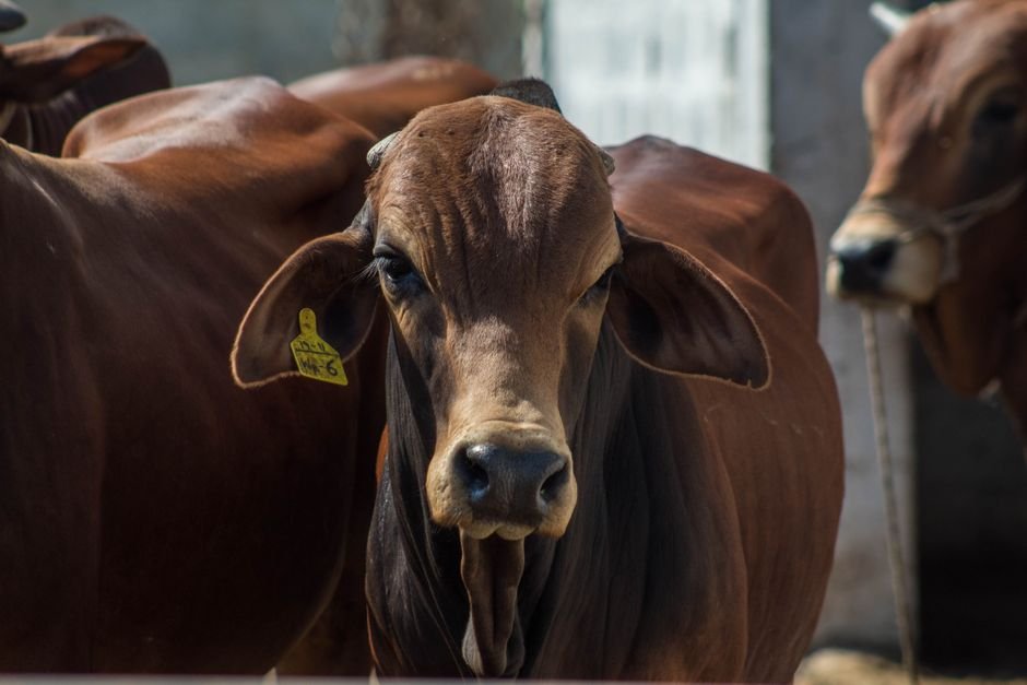 How to Organize Your Cattle Farm by Age and Sex: A Practical Checklist