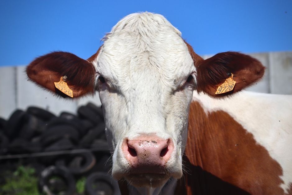How to Identification for Cattle: Practical Methods and Tips for Accurate Recognition How to Identification for Cattle: Practical Methods and Tips for Accurate Recognition