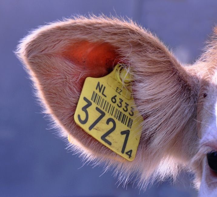 What Is the Best Way to Identification for Cattle? Comparing Ear Tags, RFID, and Branding What Is the Best Way to Identification for Cattle? Comparing Ear Tags, RFID, and Branding