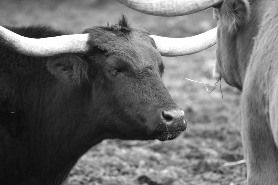 32 Best Heat-Tolerant Cattle Breeds for South Texas Ranchers 32 Best Heat-Tolerant Cattle Breeds for South Texas Ranchers