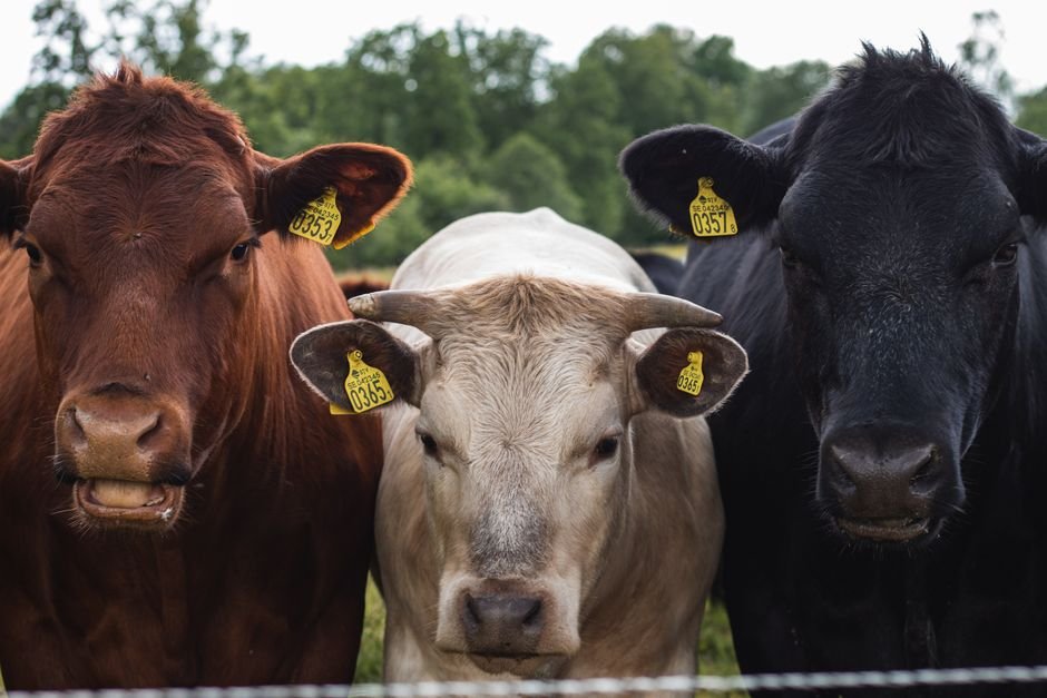 The Top 7 Most Common Mistakes with Cow Identification and How They Impact Your Herd