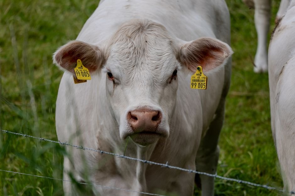 How to Choose the Right Identification Method for Your Cattle: A Practical Comparison
