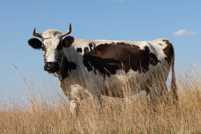How Many Acres Do You Need for One Cow? A Practical Guide for Ranchers and Farmers A black and white Holstein cow stands in a sunny grassland, surrounded by tall golden grass.
