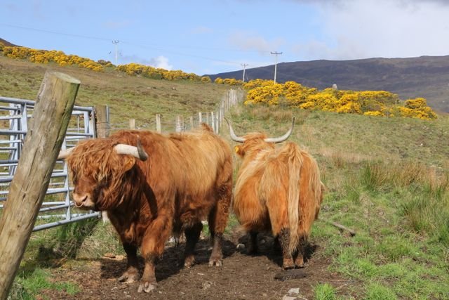 Highland Cow Feeding Guide: What They Need to Eat for Optimal Health A pair of Highland cattle in a scenic rural landscape on the Isle of Skye, Scotland.