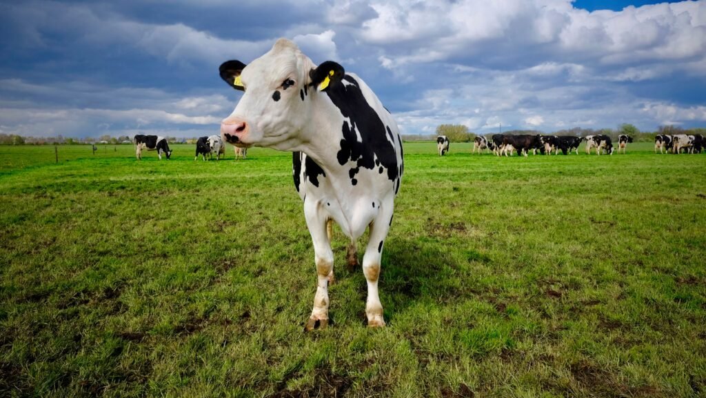 How Much Does It Cost to Own a Cow Per Year? A Detailed Breakdown Holstein Friesian cow standing in a lush Dutch field under a cloudy sky.