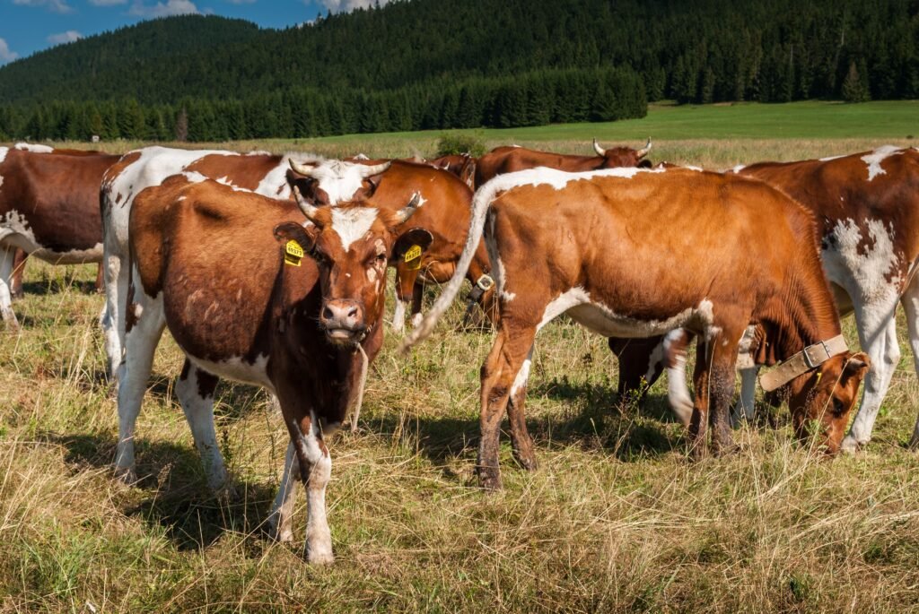 How to Start Raising Cattle on a Small Farm: A Practical Guide A herd of brown and white cows grazing on a rural pasture in Slovakia under a clear blue sky.